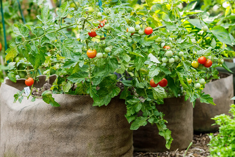 How I started a simple edible garden for less than $50/ $100.