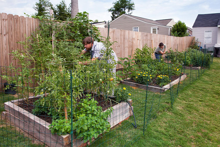 scrumptious summer vegetables to grow.