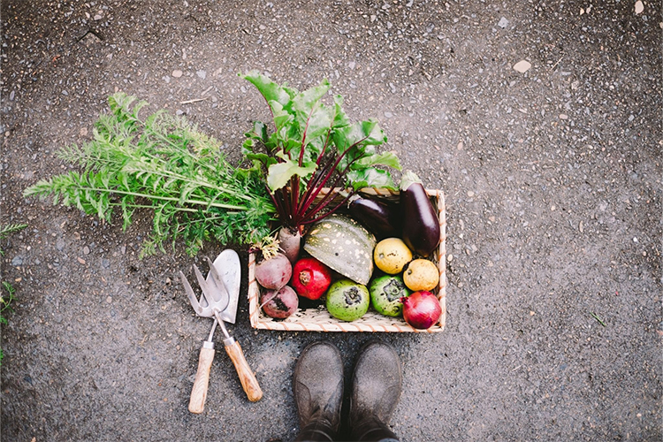 How I started a simple edible garden for less than $50/ $100.
