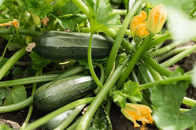 scrumptious summer vegetables to grow.