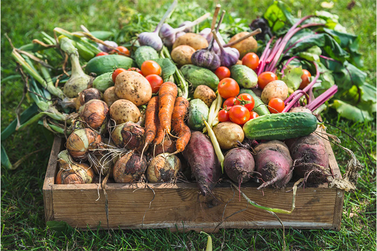 How I started a simple edible garden for less than $50/ $100.