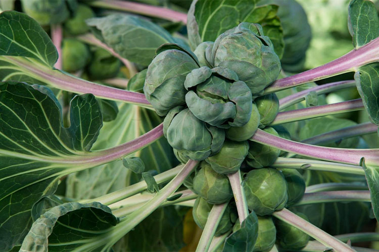 scrumptious summer vegetables to grow.