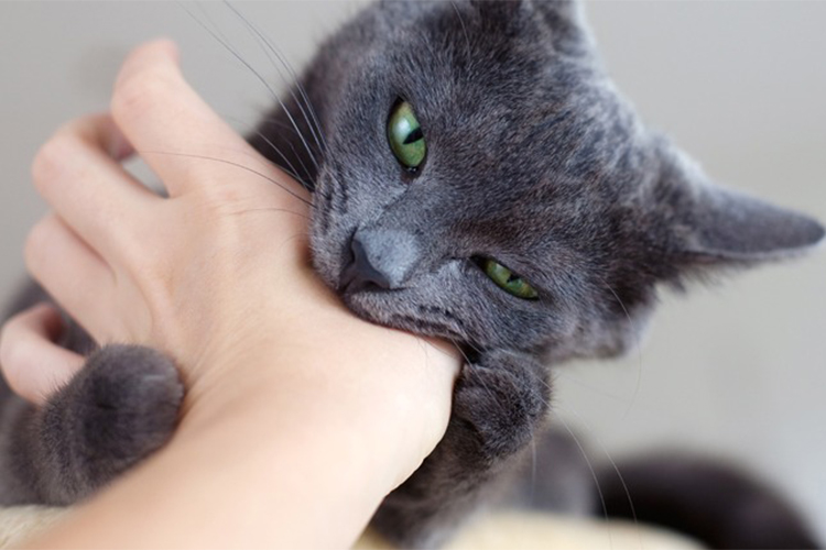 Cat behavioural issues.