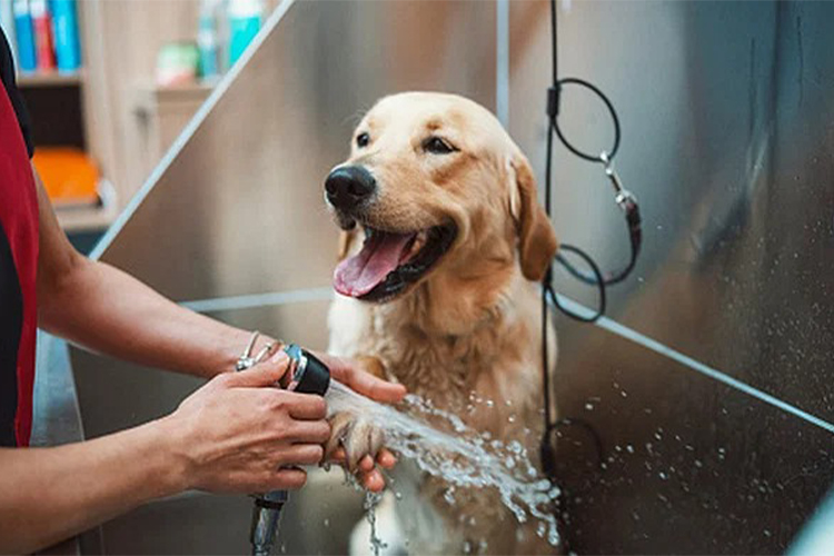 Dog Bathing Essentials.