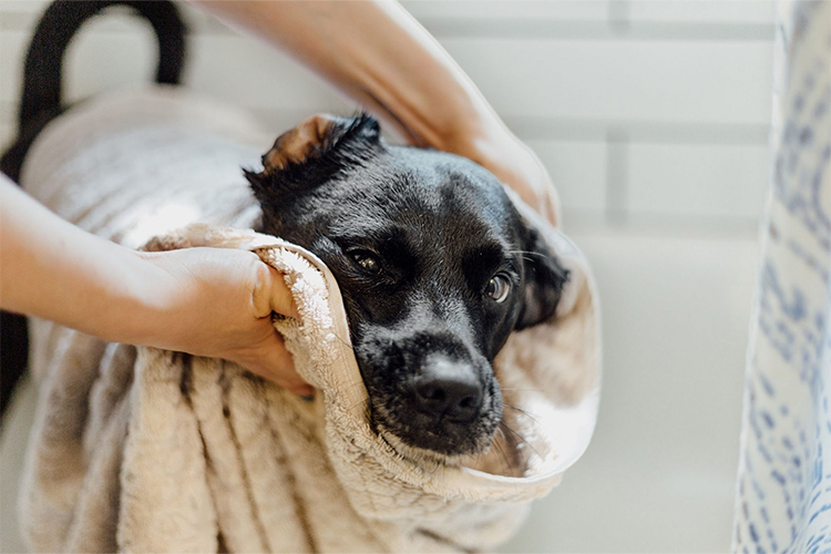 Dog Bathing Essentials.