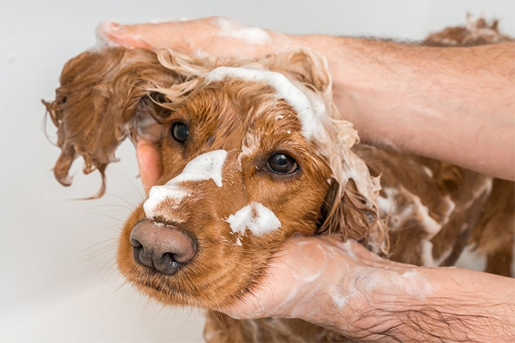 Dog Bathing Essentials.
