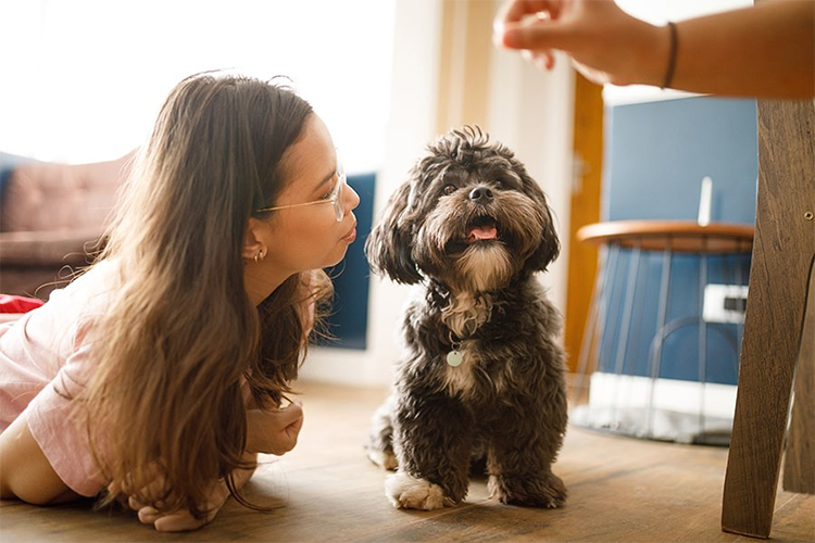 How to Choose the Best Pet Sitter for Your Dog.