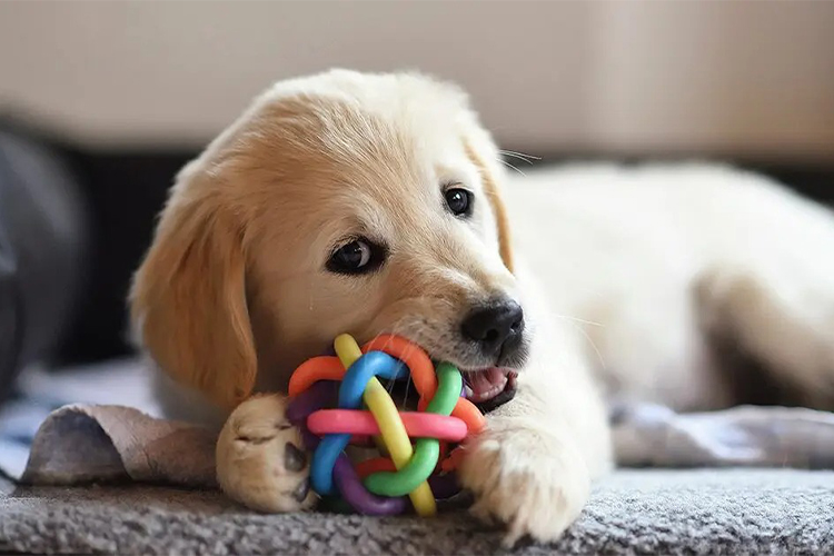 Best Puppy Toys.