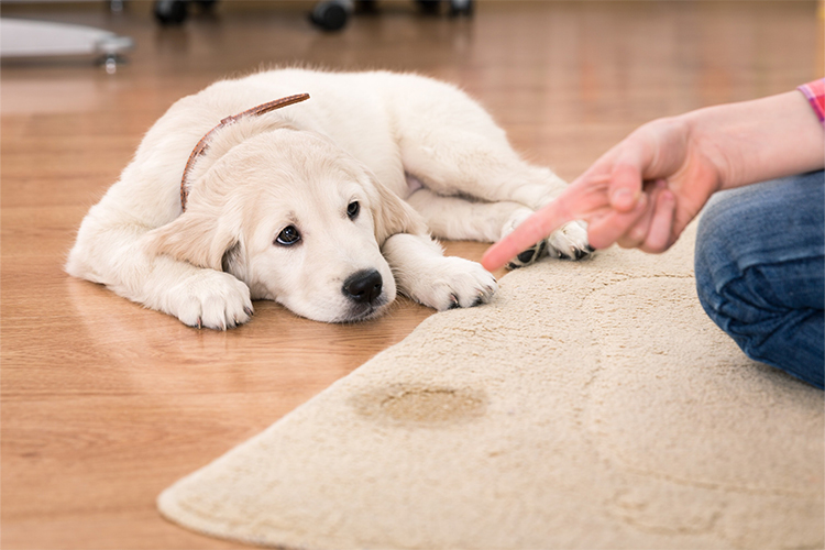 Discipline in Dogs Can Be Taught in a Variety of Ways.