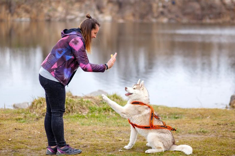 Discipline in Dogs Can Be Taught in a Variety of Ways.