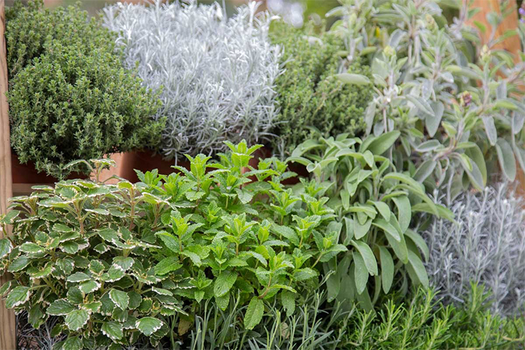 How Growing Your Own Medicinal Plants Can Benefit You.