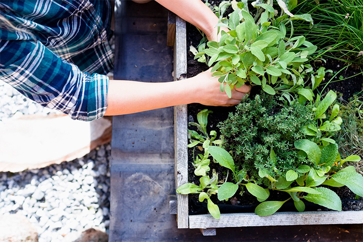 How Growing Your Own Medicinal Plants Can Benefit You.