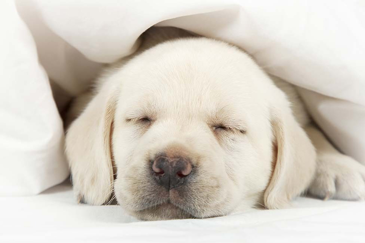 How to Best Calm a Crying Puppy.
