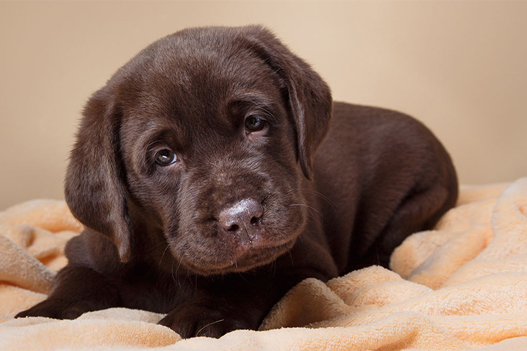 How to Best Calm a Crying Puppy.