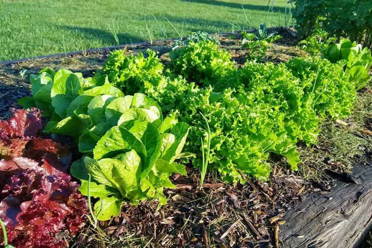 How to take care of a basic vegetable garden.