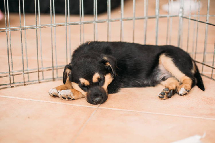 How to Best Calm a Crying Puppy.