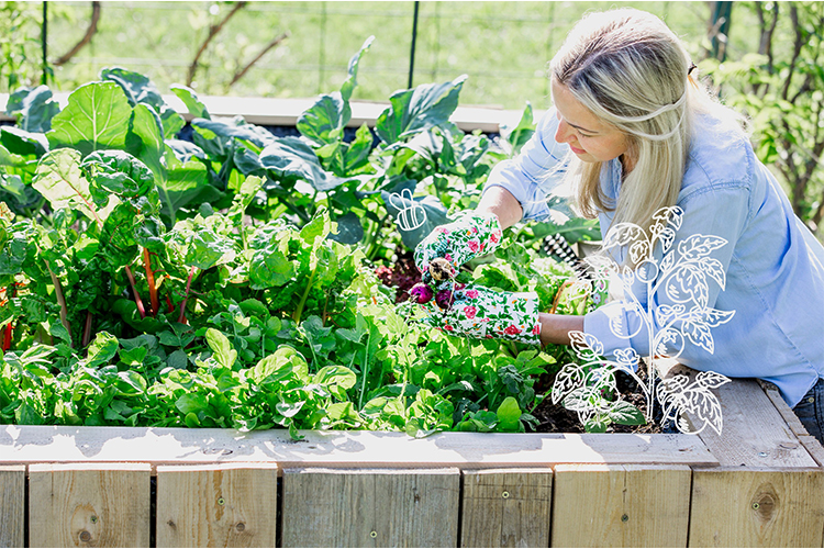 How to take care of a basic vegetable garden.